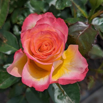 Rosa 'True Sincerity'  - True Sincerity Rose