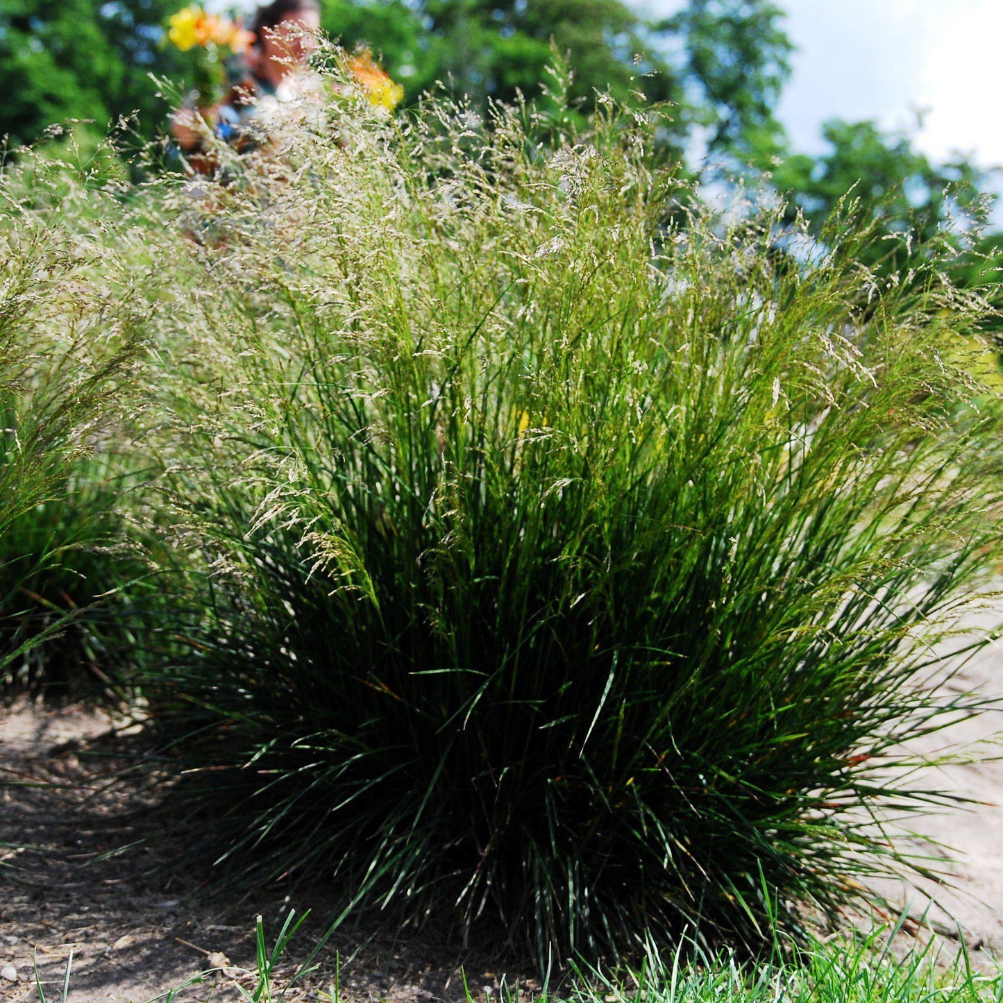 Deschampsia cespitosa  - Tufted Hairgrass