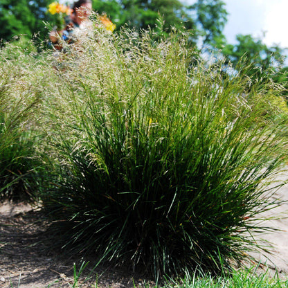 Deschampsia cespitosa  - Tufted Hairgrass