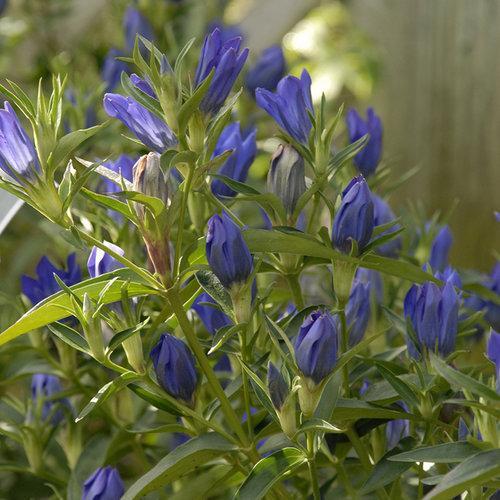 Gentiana 'True Blue'  - True Blue Gentian