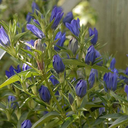 Gentiana 'True Blue'  - True Blue Gentian
