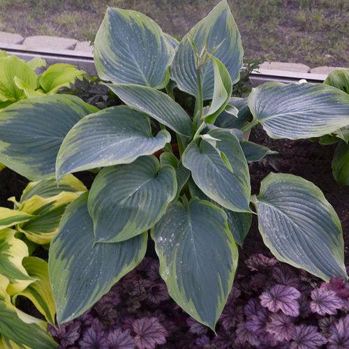Hosta 'Wu-La-La' PP31,309  - PW® Shadowland® Wu-La-La Hosta