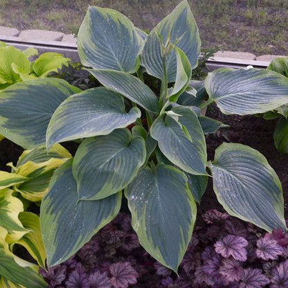 Hosta 'Wu-La-La' PP31,309  - PW® Shadowland® Wu-La-La Hosta