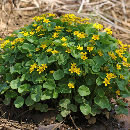 Caltha palustris  - Marsh Marigold