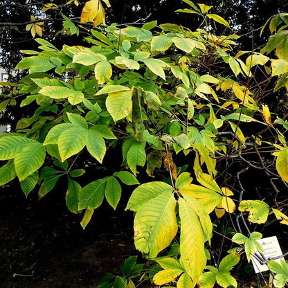 Aesculus parviflora  - Buckeye Bottlebrush