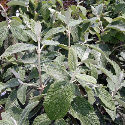 Viburnum × rhytidophylloides 'Alleghany'  - Alleghany Viburnum