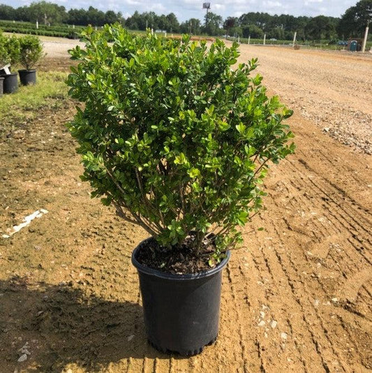 Ilex crenata 'Compacta'  - Compact Japanese Holly