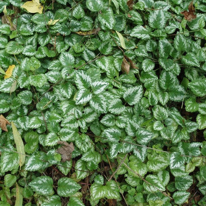 Lamiastrum galeobdolon 'Variegatum'  - Variegated Yellow Archangel