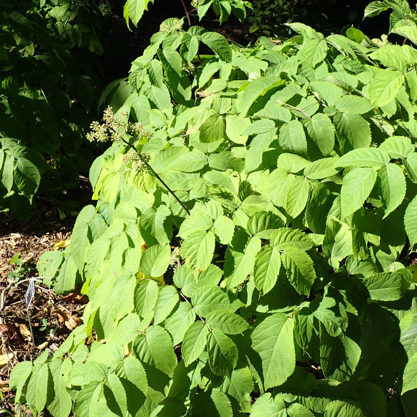 Aralia cordata 'Sun King'  - Sun King Golden Japanese Spikenard