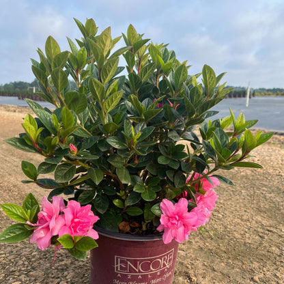 Rhododendron ‘Roblec’  - Encore® Autumn Carnation™ Azalea