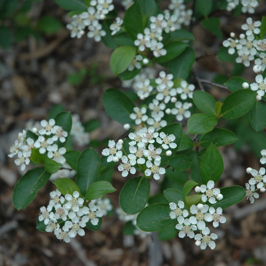 Aronia melanocarpa 'Morton'  - Iroquois Beauty™ Chokeberry