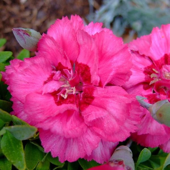 Dianthus x 'KLEDG10119'  - EverLast™ Orchid Dianthus
