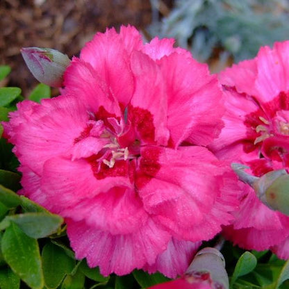Dianthus x 'KLEDG10119'  - EverLast™ Orchid Dianthus
