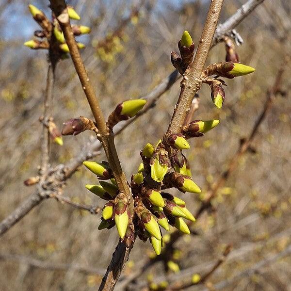 Forsythia x 'Meadowlark'  - Meadowlark Forsythia