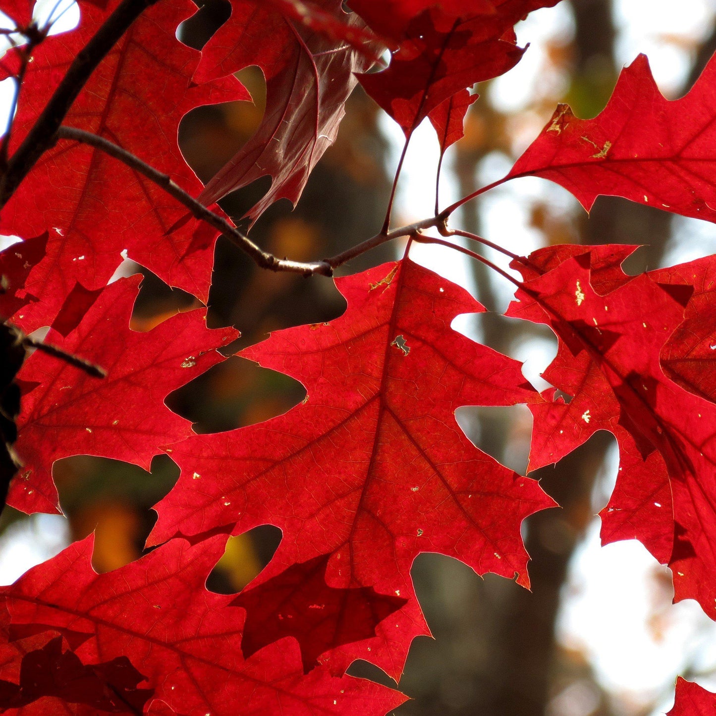 Quercus rubra  - Northern Red Oak