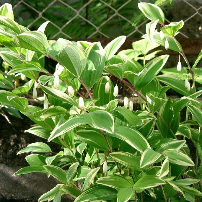 Polygonatum odoratum var. pluriflorum 'Variegatum'  - Variegated Fragrant Solomon's Seal