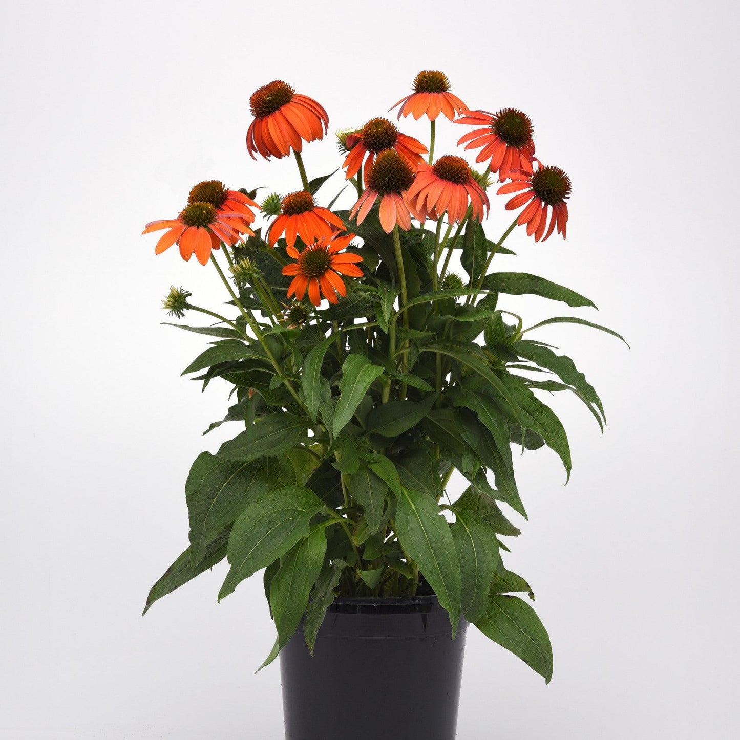 Echinacea 'PAS1308374'  - Artisan™ Soft Orange Coneflower
