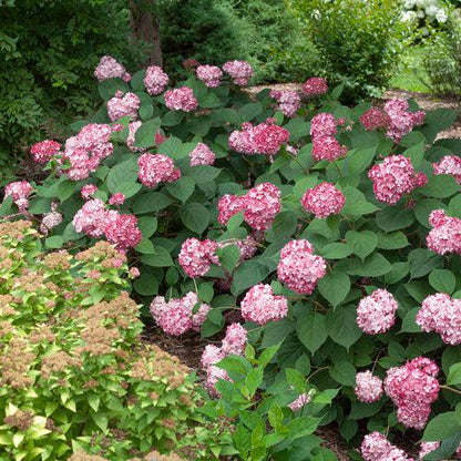 Hydrangea arborescens 'NCHA3'  - Invincibelle® Ruby Hydrangea