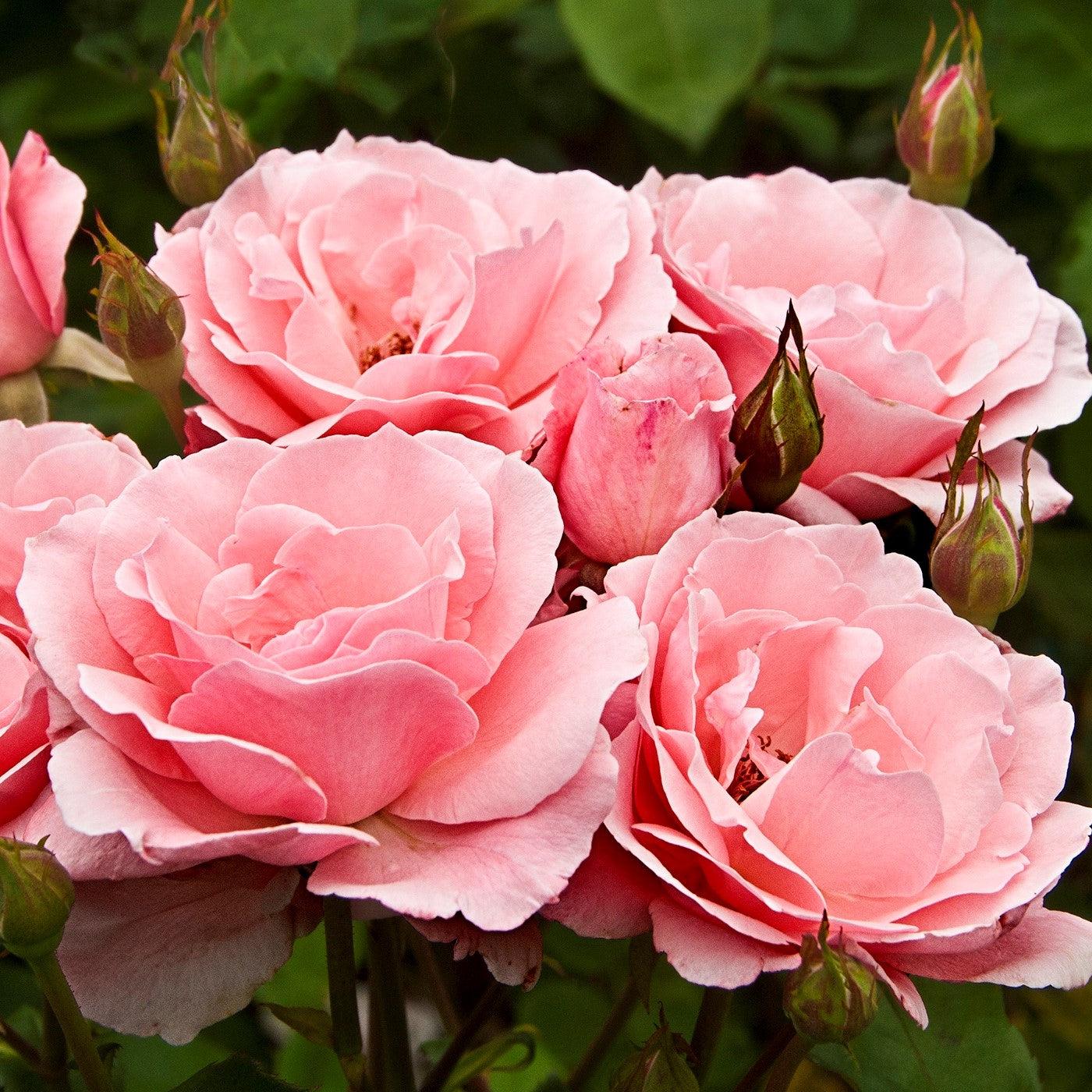 Rosa 'Queen Elizabeth'  - Queen Elizabeth™ Grandiflora Rose