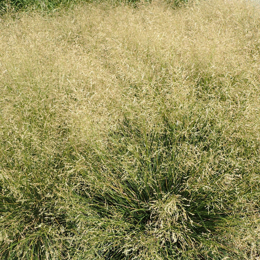 Deschampsia cespitosa 'Goldtau'  - Golden Dew Tufted Hair Grass