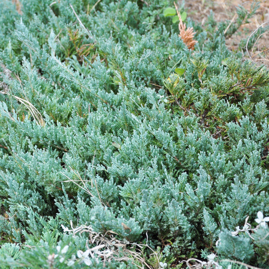 Juniperus horizontalis 'Youngstown'  - Youngstown Creeping Juniper