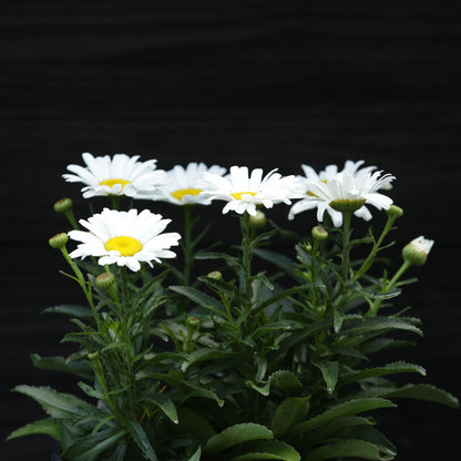 Leucanthemum superbum ’Daisy Duke’  - Amazing Daisies® Daisy May® Shasta Daisy