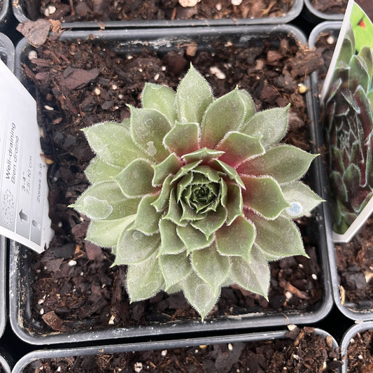 Sempervivum 'Ruby Heart'  - Ruby Heart Hens and Chicks