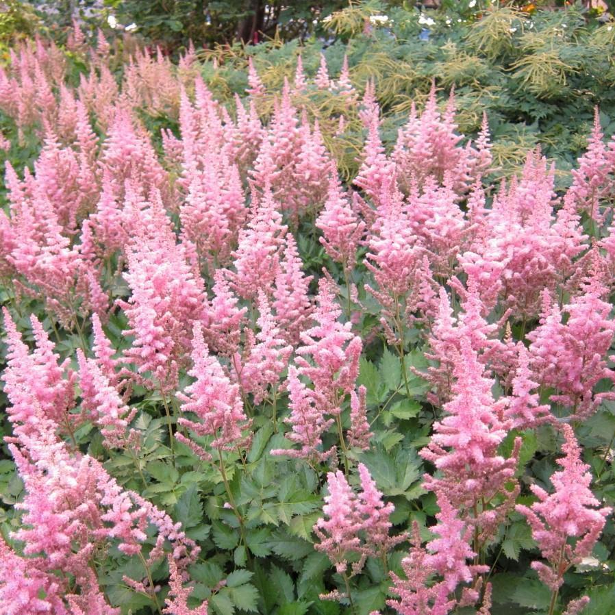 Astilbe chinensis 'Vision in Pink'  - Vision in Pink Chinese Astilbe