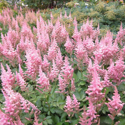 Astilbe chinensis 'Vision in Pink'  - Vision in Pink Chinese Astilbe