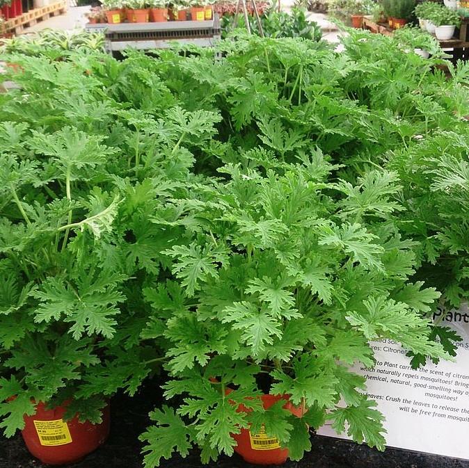 Pelargonium graveolens 'Citronella'  - Citronella Scented Geranium