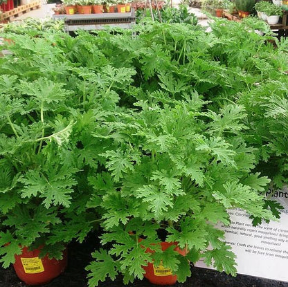 Pelargonium graveolens 'Citronella'  - Citronella Scented Geranium