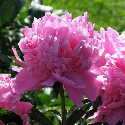 Paeonia lactiflora 'Monsieur Jules Elie'  - Monsieur Jules Elie Peony