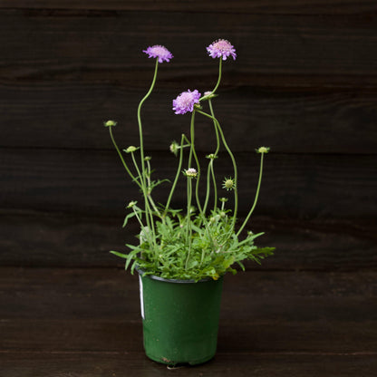 Scabiosa columbaria 'Butterfly Blue'  - Butterfly Blue Pincushion Flower