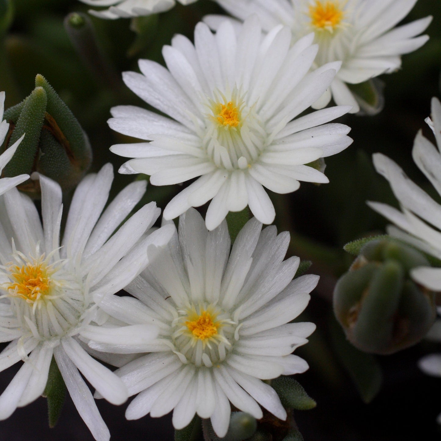 Delosperma cooperi 'Jewel of Desert Moonstone'  - Jewel of Desert® Moonstone Ice Plant