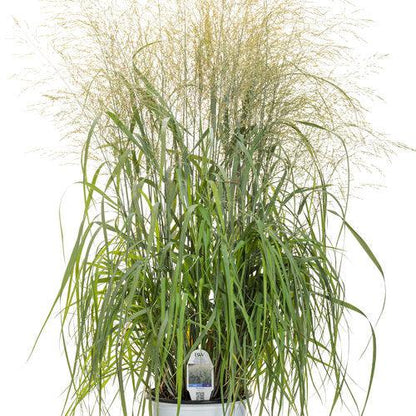 Panicum virgatum 'Niagara Falls'  - Prairie Winds® Niagara Falls Switch Grass