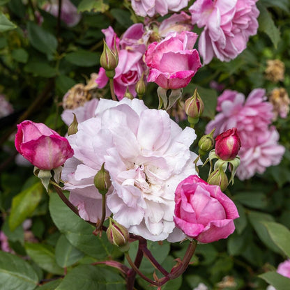 Rosa 'Ausorts'  - Mary Delany® Climbing Rose
