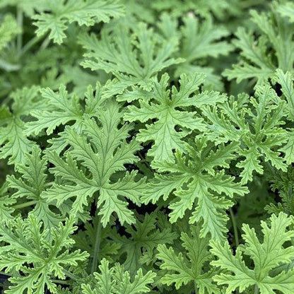 Pelargonium graveolens 'Citronella'  - Citronella Scented Geranium