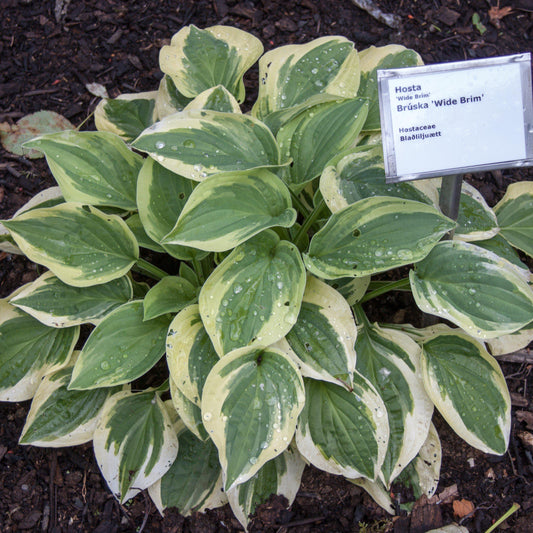 Hosta x 'Wide Brim'  - Wide Brim Hosta