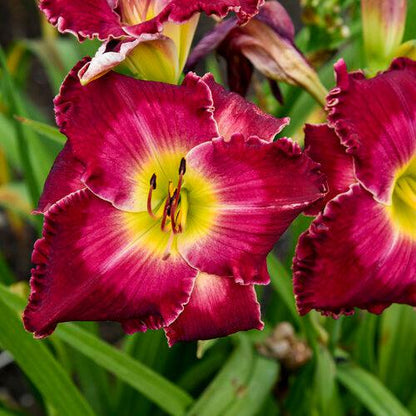 Hemerocallis 'Blood Sweat and Tears'  - PW® Rainbow Rhythm® Blood, Sweat, and Tears Daylily