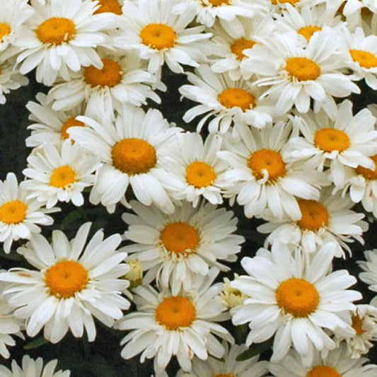 Leucanthemum x superbum 'Whoops-a-Daisy'  - Whoops-a-Daisy Shasta Daisy