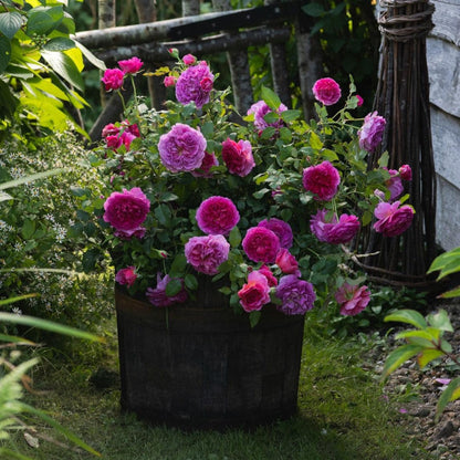 Rosa 'Auscrowd'  - Gabriel Oak Rose