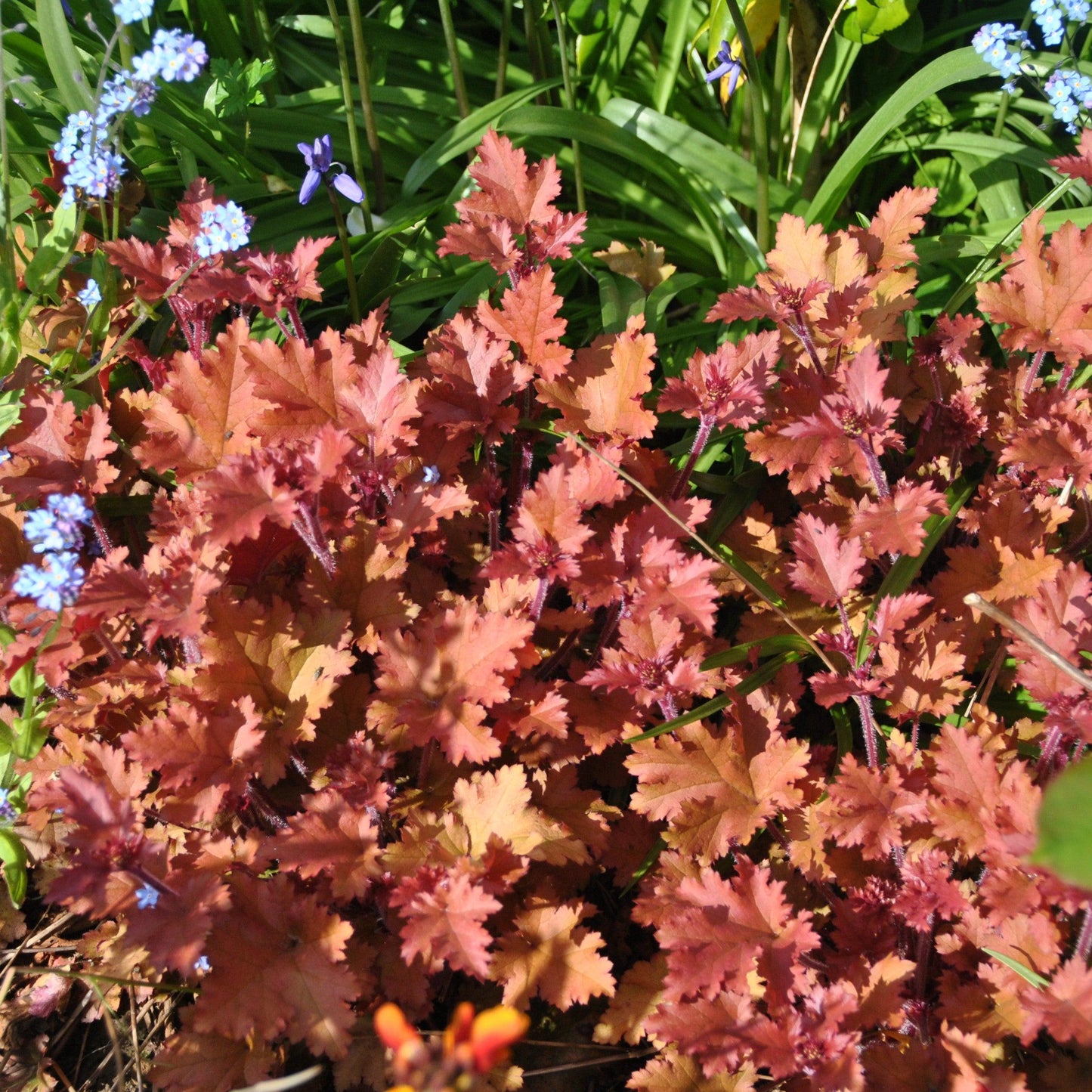 Heuchera 'Caramel' PP16,560  - Caramel Coral Bells, Heuchera