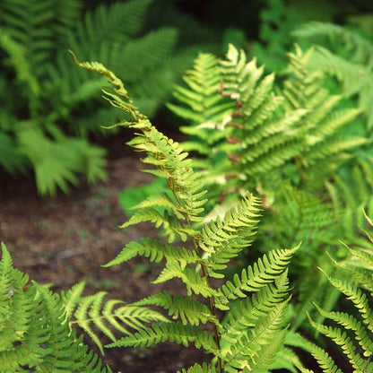 Dryopteris marginalis  - Eastern Wood Fern, Leatherwood Fern