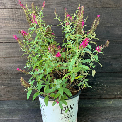 Buddleia 'Miss Molly'  - Miss Molly Butterfly Bush