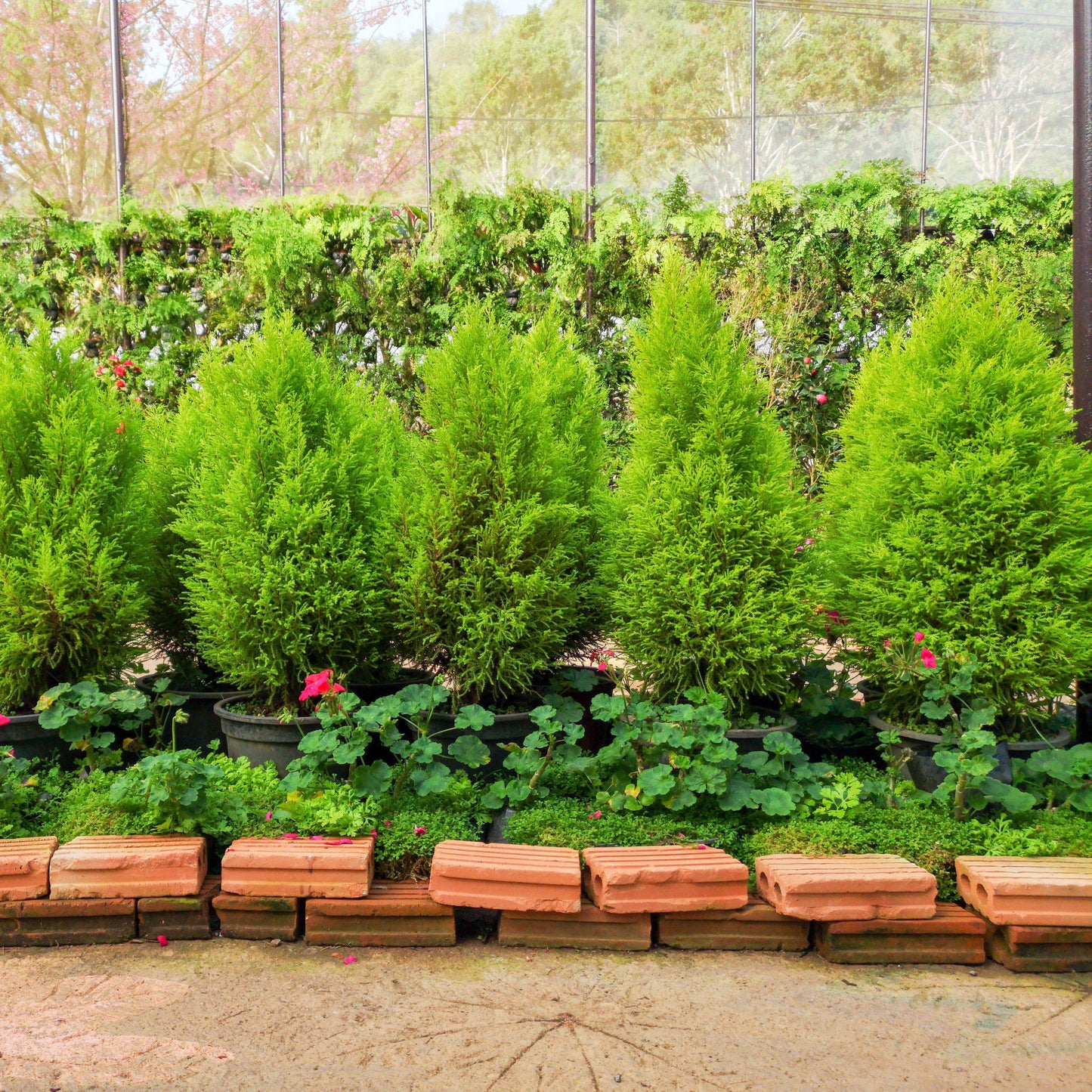 Juniperus chinensis 'Hetzii Columnaris'  - Green Columnar Juniper