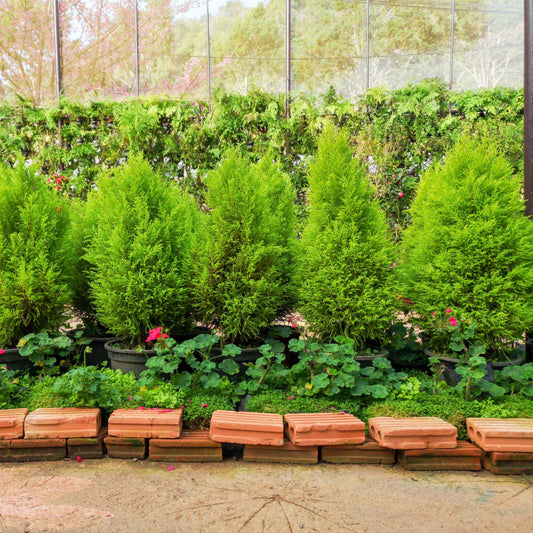 Juniperus chinensis 'Hetzii Columnaris'  - Green Columnar Juniper