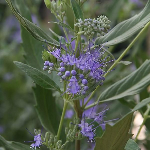 Caryopteris × clandonensis 'Dark Knight'  - Dark Knight Bluebeard