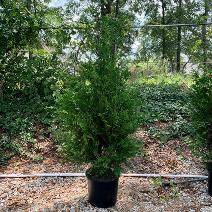 Thuja standishii x plicata 'Green Giant'  - Green Giant Arborvitae