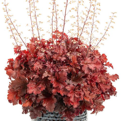 Heuchera 'Cherry Truffles'  - Dolce® Cherry Truffles Heuchera