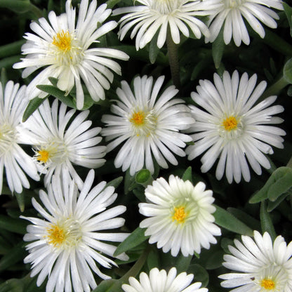 Delosperma cooperi 'Jewel of Desert Moonstone'  - Jewel of Desert® Moonstone Ice Plant